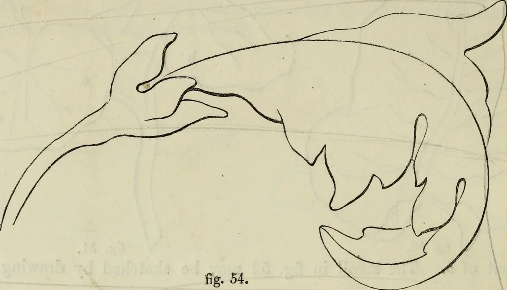 An illustration from The illustrated London drawing book ..., 1853, leaf 29