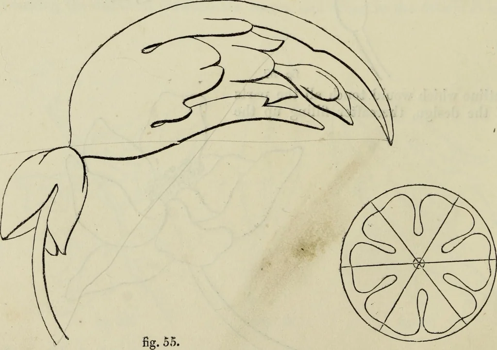 An illustration from The illustrated London drawing book ..., 1853, leaf 29