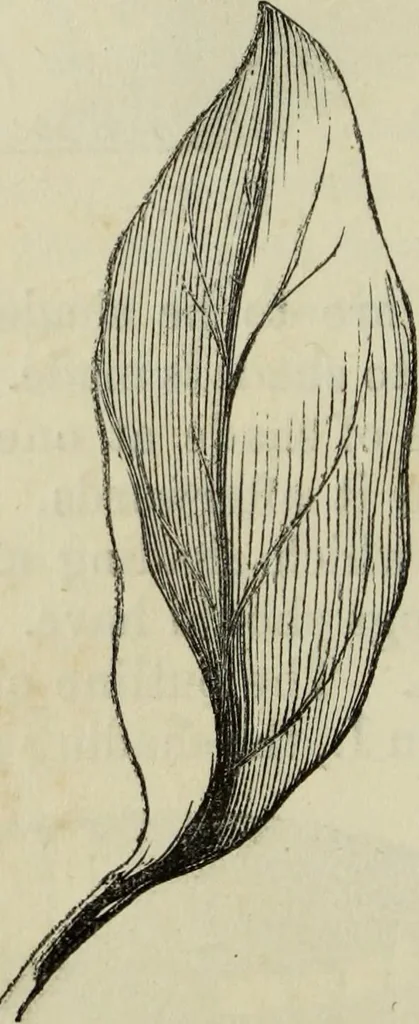 An illustration from The illustrated London drawing book ..., 1853, leaf 33