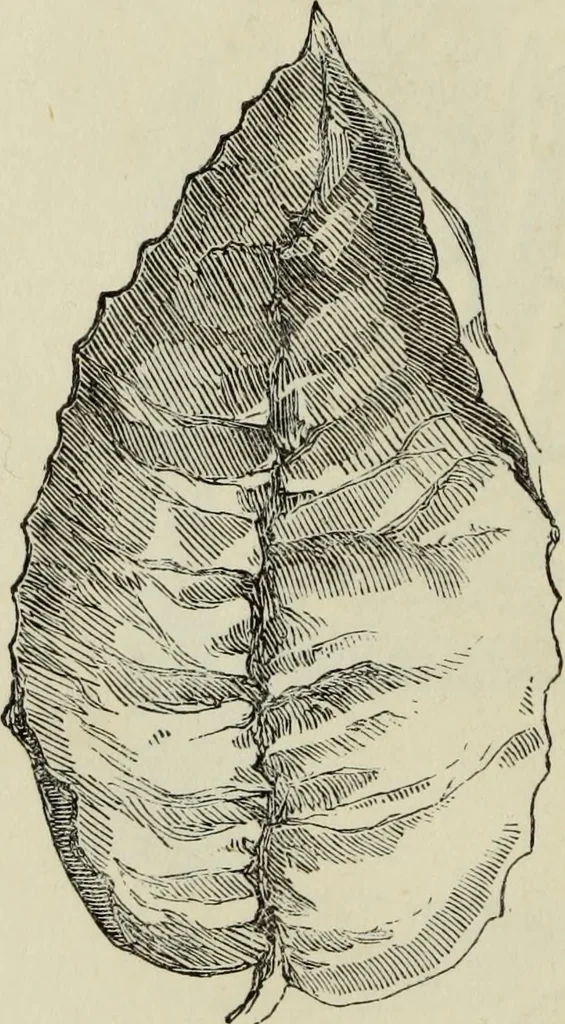 An illustration from The illustrated London drawing book ..., 1853, leaf 35