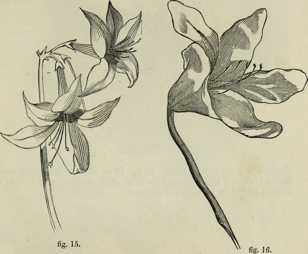 An illustration from The illustrated London drawing book ..., 1853, leaf 36