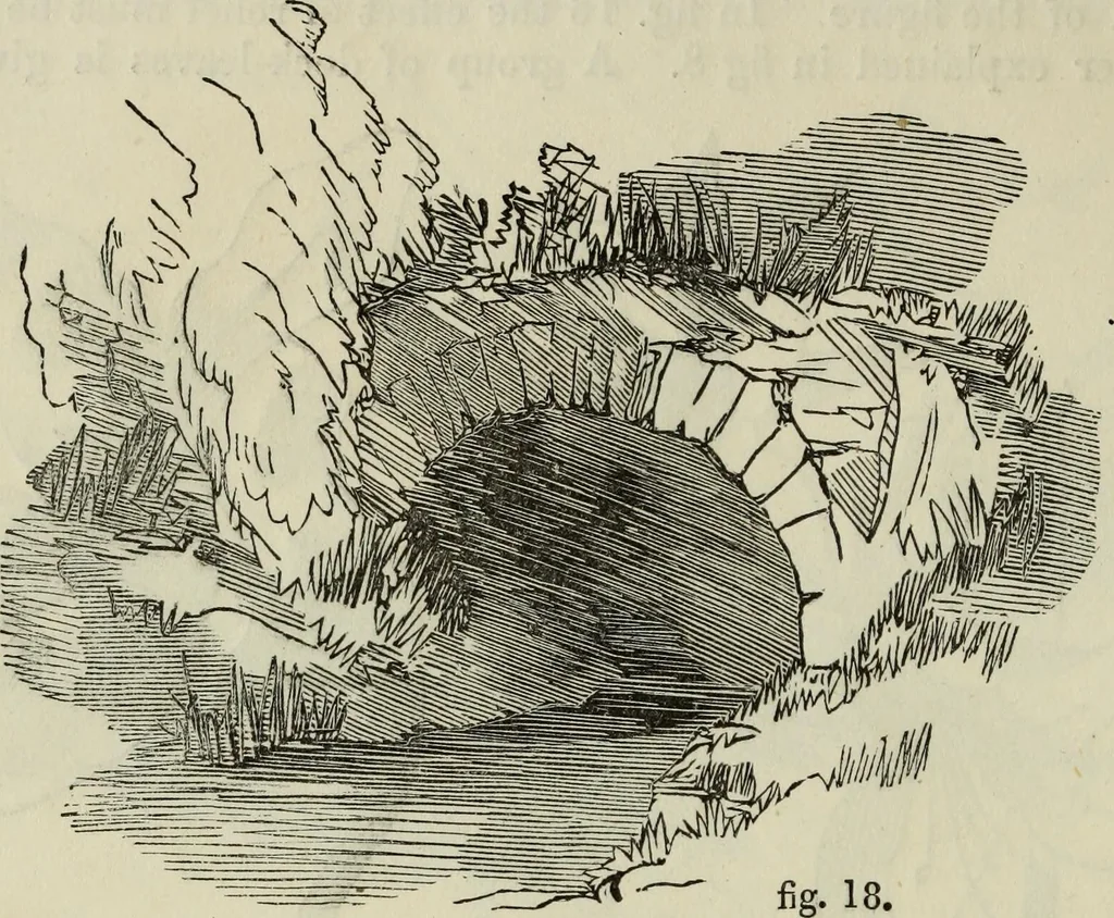 An illustration from The illustrated London drawing book ..., 1853, leaf 37