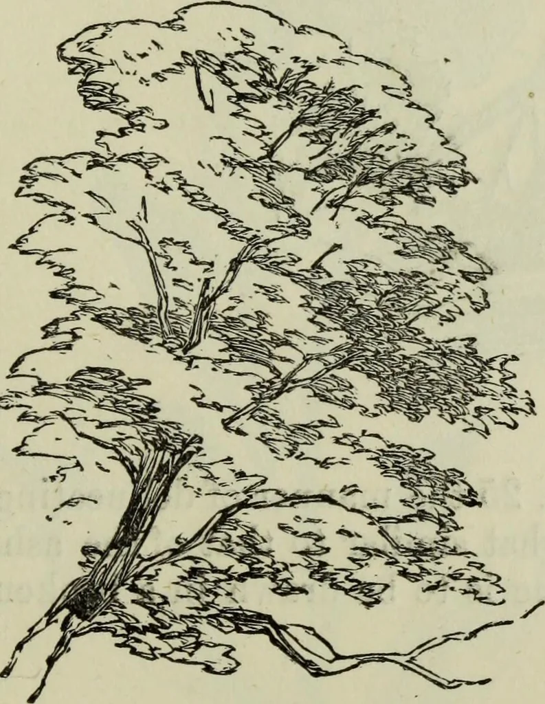 An illustration from The illustrated London drawing book ..., 1853, leaf 38