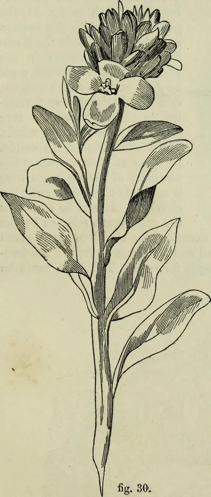An illustration from The illustrated London drawing book ..., 1853, leaf 40