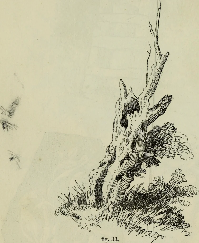 An illustration from The illustrated London drawing book ..., 1853, leaf 42