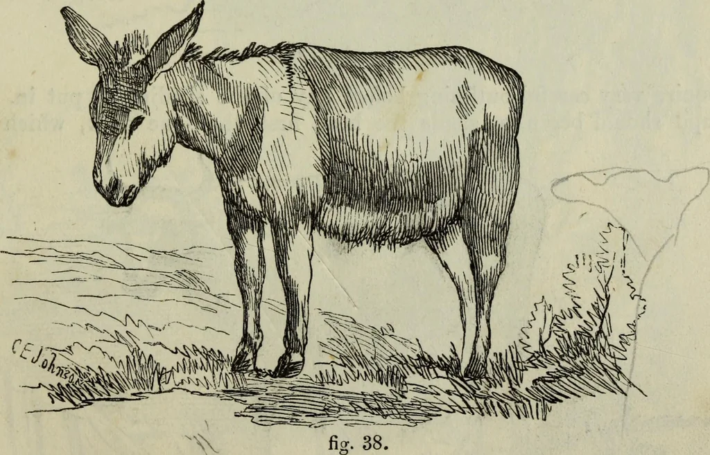 An illustration from The illustrated London drawing book ..., 1853, leaf 44