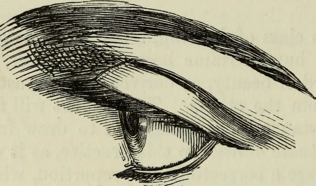 An illustration from The illustrated London drawing book ..., 1853, leaf 49