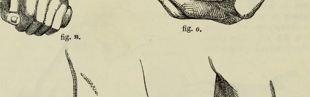 An illustration from The illustrated London drawing book ..., 1853, leaf 51