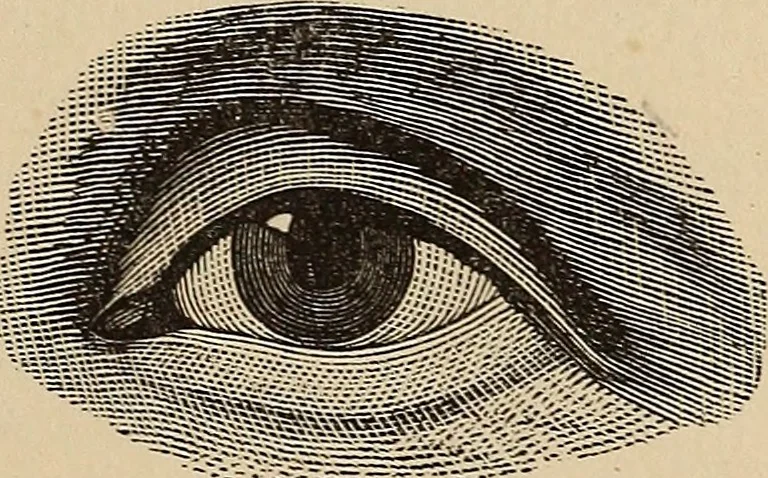 An illustration from Illustrated physiognomy, 1879, leaf 12