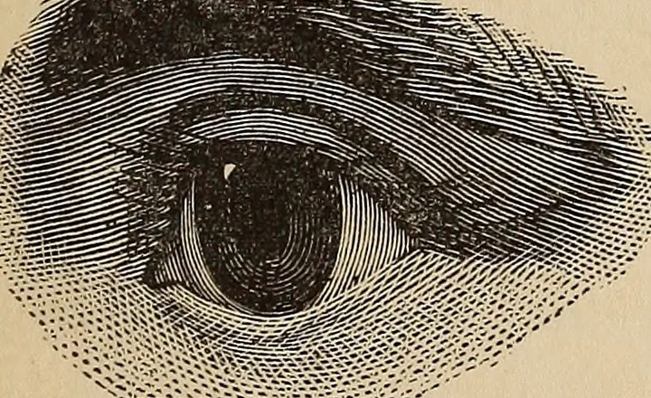 An illustration from Illustrated physiognomy, 1879, leaf 16
