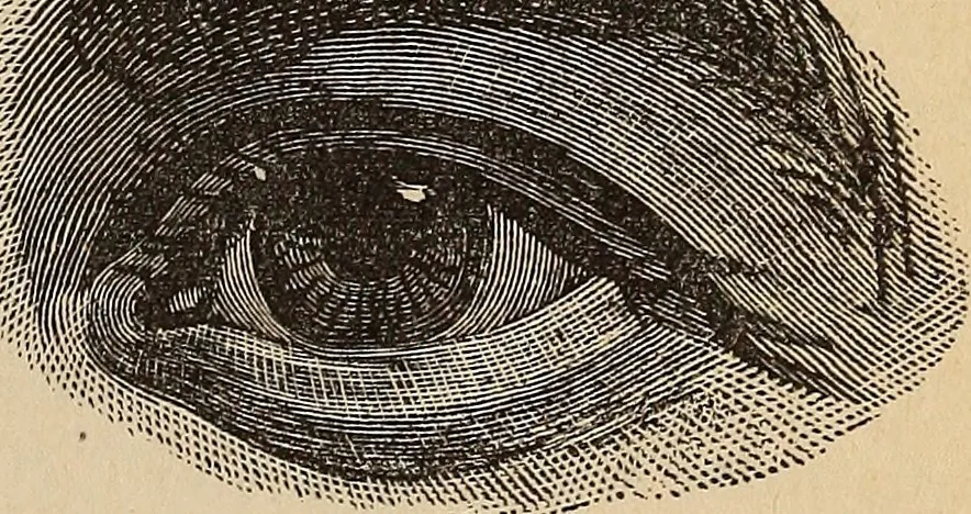 An illustration from Illustrated physiognomy, 1879, leaf 16