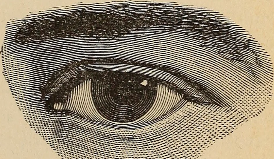 An illustration from Illustrated physiognomy, 1879, leaf 20