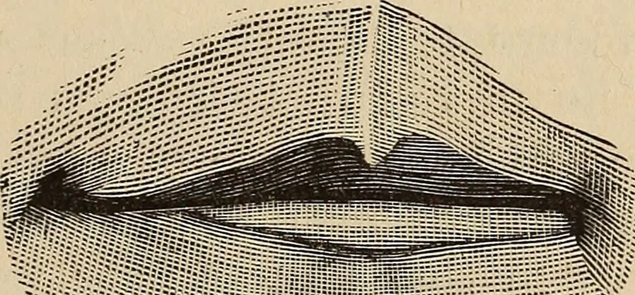 An illustration from Illustrated physiognomy, 1879, leaf 32