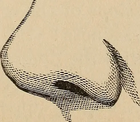 An illustration from Illustrated physiognomy, 1879, leaf 40