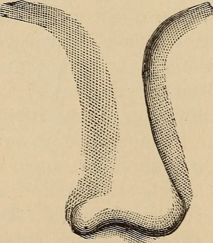 An illustration from Illustrated physiognomy, 1879, leaf 48