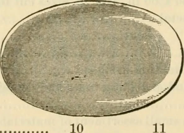 An illustration from Illustrated price list of artists' materials : comprising a complete list of painting and drawing materials for artists... materials for gilders, sign and coach-painters; etcher's and engravers' tools; also, materials for making wax and paper flowers., 1888, leaf 201