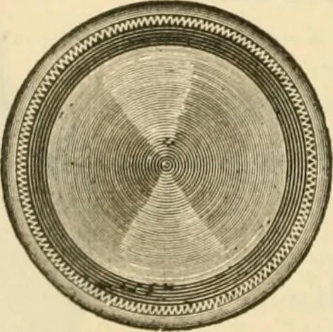 An illustration from Illustrated price list of artists' materials : comprising a complete list of painting and drawing materials for artists... materials for gilders, sign and coach-painters; etcher's and engravers' tools; also, materials for making wax and paper flowers., 1888, leaf 205