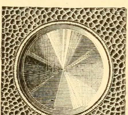 An illustration from Illustrated price list of artists' materials : comprising a complete list of painting and drawing materials for artists... materials for gilders, sign and coach-painters; etcher's and engravers' tools; also, materials for making wax and paper flowers., 1888, leaf 206