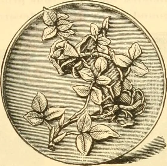 An illustration from Illustrated price list of artists' materials : comprising a complete list of painting and drawing materials for artists... materials for gilders, sign and coach-painters; etcher's and engravers' tools; also, materials for making wax and paper flowers., 1888, leaf 232