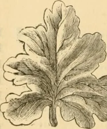 An illustration from Illustrated price list of artists' materials : comprising a complete list of painting and drawing materials for artists... materials for gilders, sign and coach-painters; etcher's and engravers' tools; also, materials for making wax and paper flowers., 1888, leaf 283