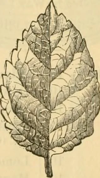 An illustration from Illustrated price list of artists' materials : comprising a complete list of painting and drawing materials for artists... materials for gilders, sign and coach-painters; etcher's and engravers' tools; also, materials for making wax and paper flowers., 1888, leaf 283