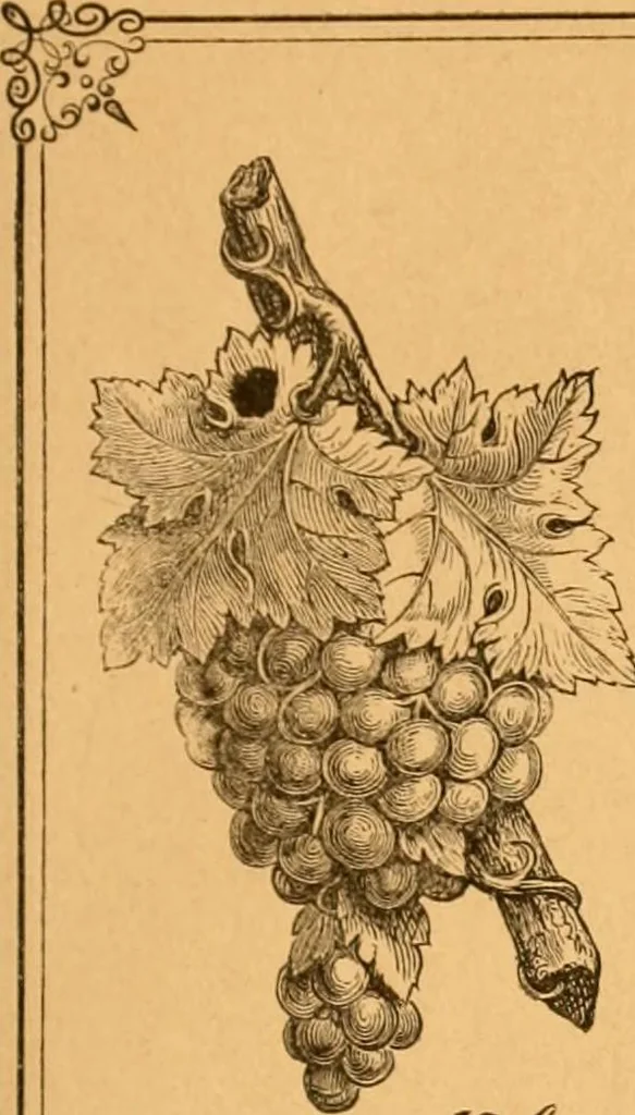 An illustration from Illustrated price list of patented artificial wood ornaments for furniture manufacturers, architects, builders, interior decorators, stair builders, car builders, organ manufacturers, steamboat builders, etc, etc., 1879, leaf 10