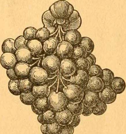 An illustration from Illustrated price list of patented artificial wood ornaments for furniture manufacturers, architects, builders, interior decorators, stair builders, car builders, organ manufacturers, steamboat builders, etc, etc., 1879, leaf 11