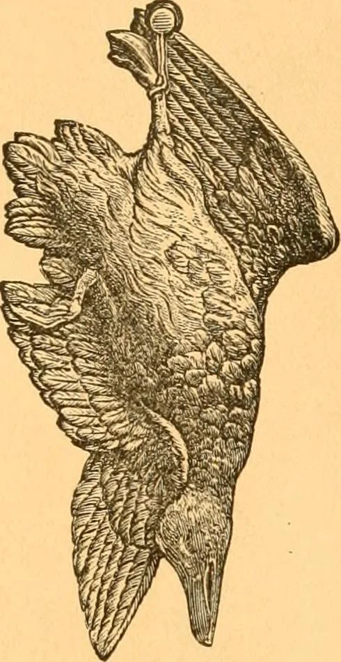 An illustration from Illustrated price list of patented artificial wood ornaments for furniture manufacturers, architects, builders, interior decorators, stair builders, car builders, organ manufacturers, steamboat builders, etc, etc., 1879, leaf 19