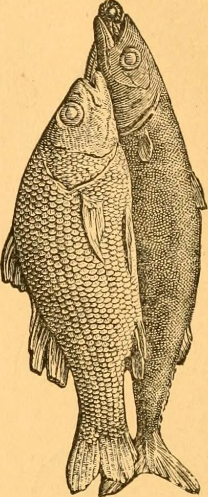 An illustration from Illustrated price list of patented artificial wood ornaments for furniture manufacturers, architects, builders, interior decorators, stair builders, car builders, organ manufacturers, steamboat builders, etc, etc., 1879, leaf 19