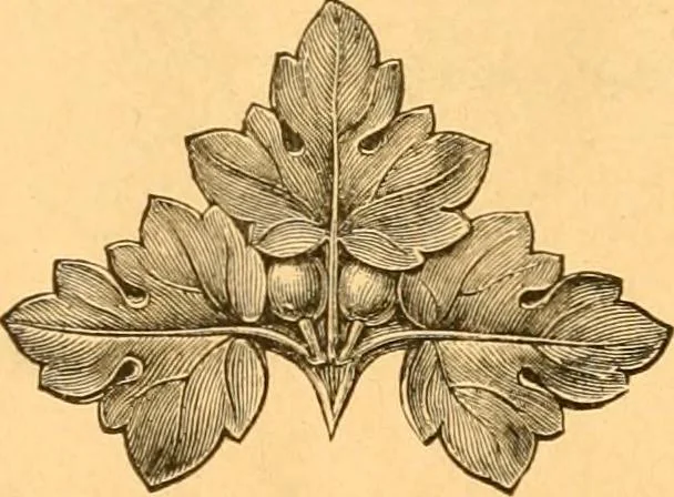 An illustration from Illustrated price list of patented artificial wood ornaments for furniture manufacturers, architects, builders, interior decorators, stair builders, car builders, organ manufacturers, steamboat builders, etc, etc., 1879, leaf 29