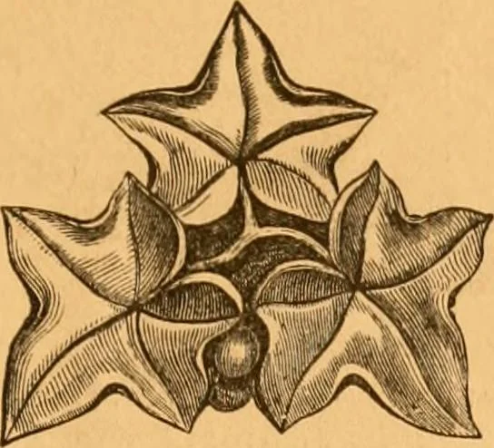 An illustration from Illustrated price list of patented artificial wood ornaments for furniture manufacturers, architects, builders, interior decorators, stair builders, car builders, organ manufacturers, steamboat builders, etc, etc., 1879, leaf 8