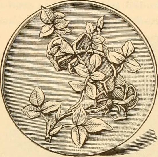 An illustration from Illustrated trade price list of artists' materials., 1886, leaf 204