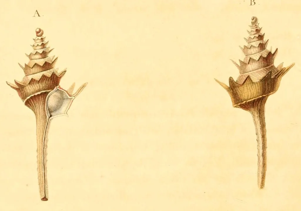An illustration from Illustrations de zoologie, ou, Recueil de figures d'animaux peintes d'après nature, 1831, leaf 212