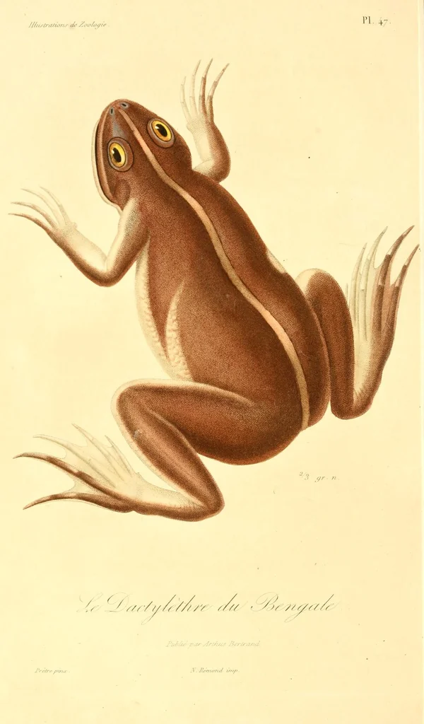 An illustration from Illustrations de zoologie, ou, Recueil de figures d'animaux peintes d'après nature, 1831, leaf 250