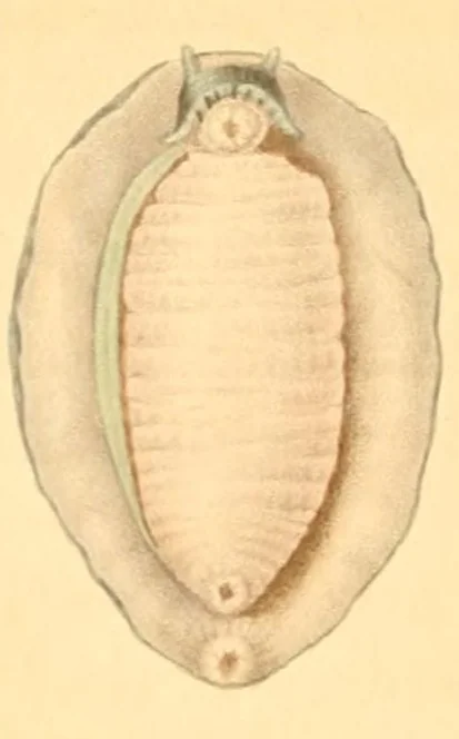 An illustration from Illustrations de zoologie, ou, Recueil de figures d'animaux peintes d'après nature, 1831, leaf 26