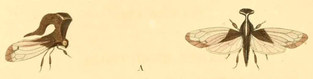 An illustration from Illustrations de zoologie, ou, Recueil de figures d'animaux peintes d'après nature, 1831, leaf 302