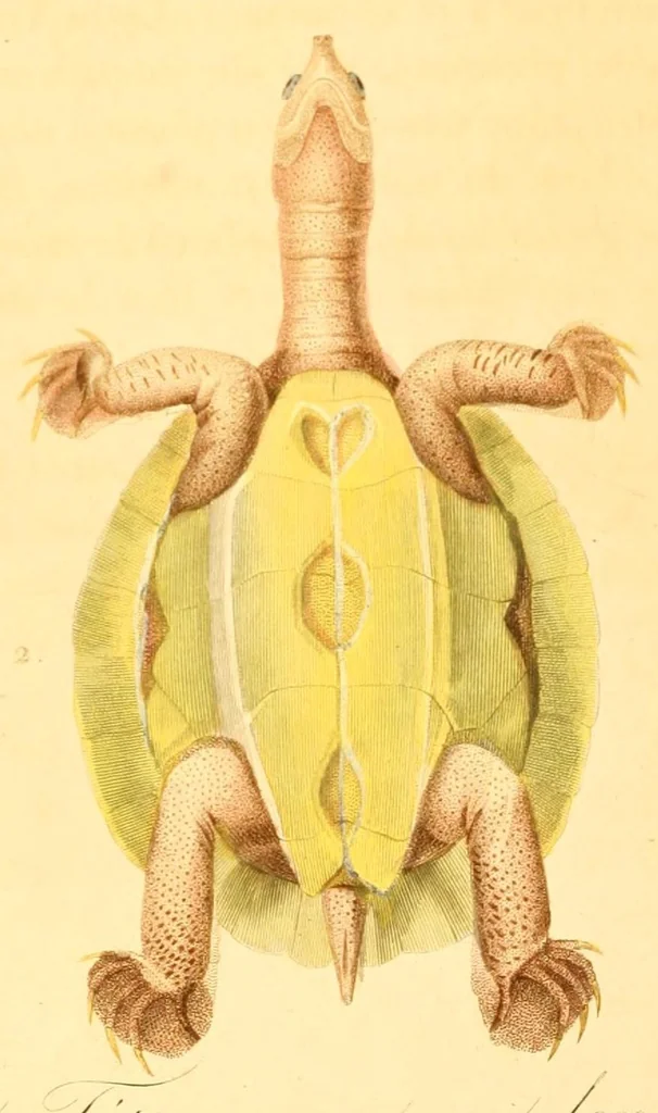 An illustration from Illustrations de zoologie, ou, Recueil de figures d'animaux peintes d'après nature, 1831, leaf 46