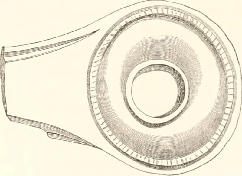 An illustration from Illustrations of the remains of Roman art, in Cirencester, the site of antient Corinium, 1850, leaf 153