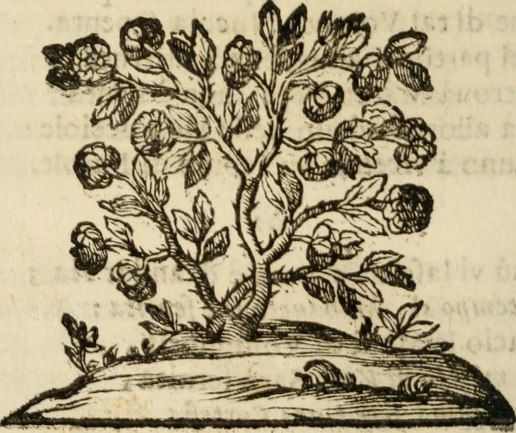An illustration from Il Meo Patacca : o vero Roma in feste ne i trionfi di Vienna : poema giocoso nel linguaggio romanesco, 1695, leaf 113