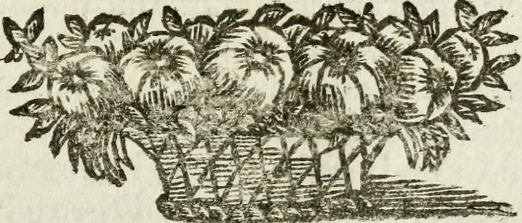 An illustration from Il Meo Patacca : o vero Roma in feste ne i trionfi di Vienna : poema giocoso nel linguaggio romanesco, 1695, leaf 412