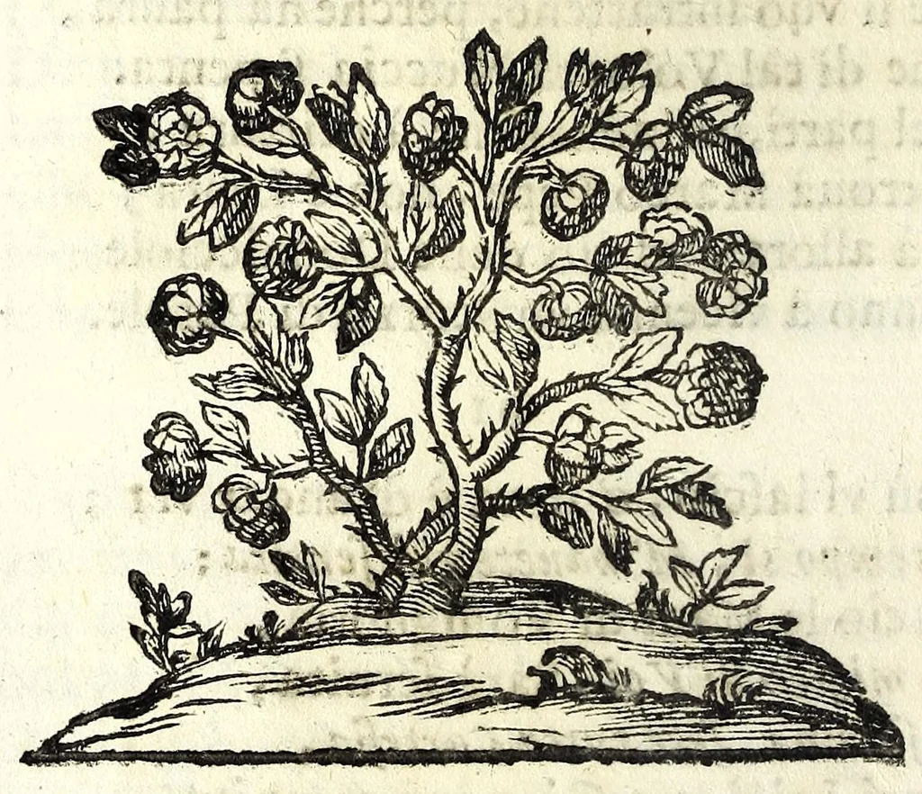 An illustration from Il meo Patacca, overo, Roma in feste ne i trionfi di Vienna : poema giocoso nel linguaggio romanesco, 1695, leaf 114