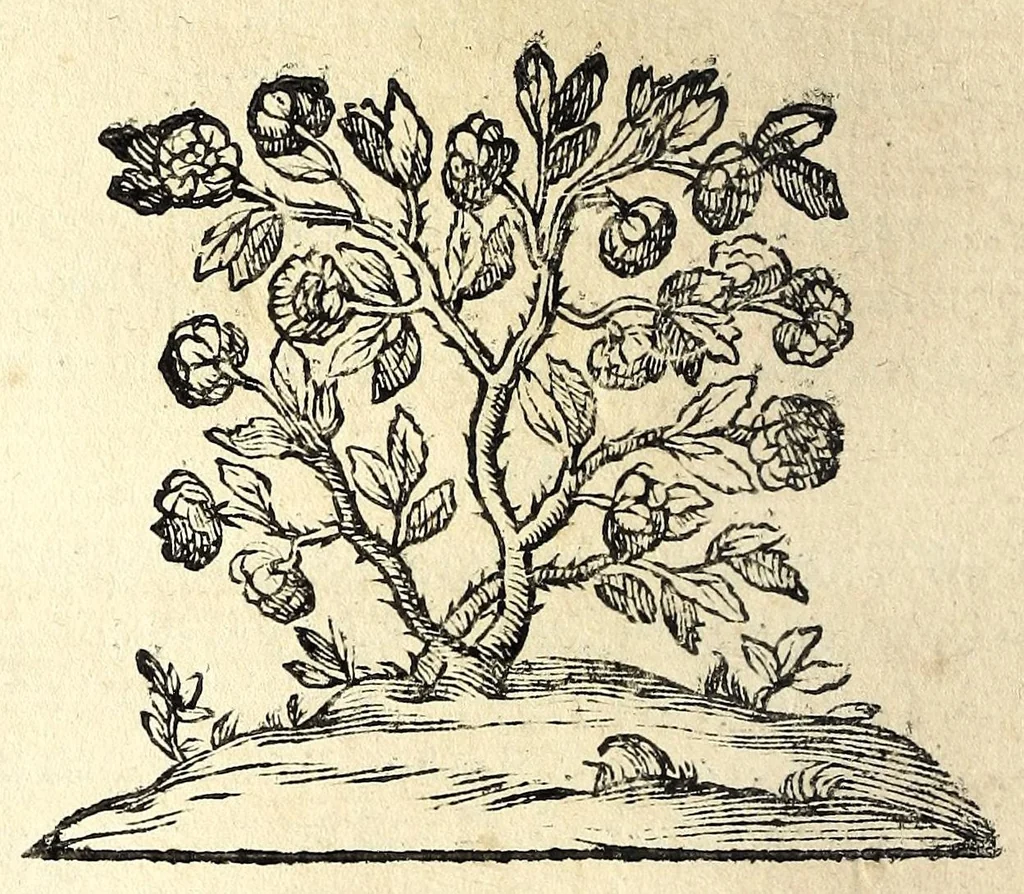 An illustration from Il meo Patacca, overo, Roma in feste ne i trionfi di Vienna : poema giocoso nel linguaggio romanesco, 1695, leaf 256