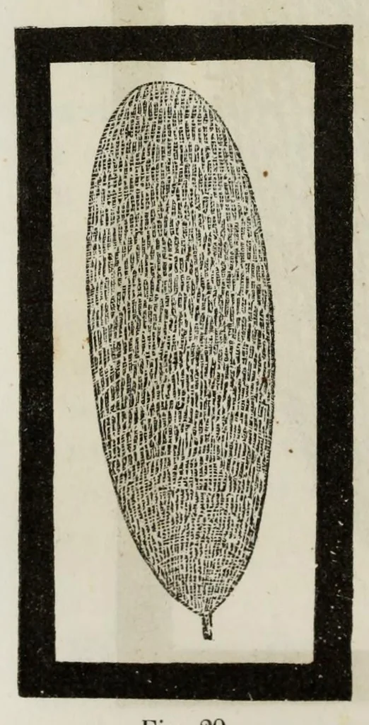 An illustration from Il museo delle scienze e della arti, 1860, leaf 330