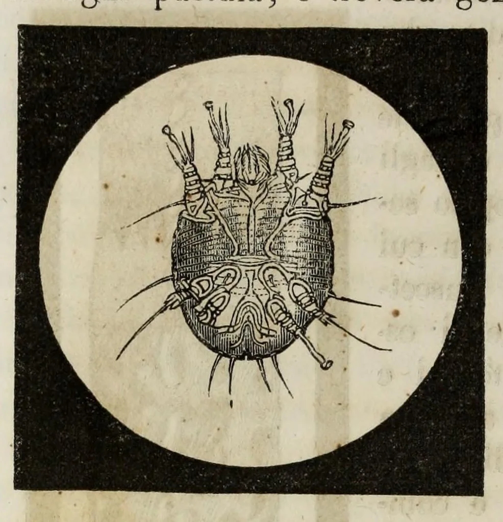 An illustration from Il museo delle scienze e della arti, 1860, leaf 366