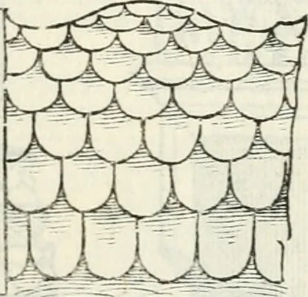 An illustration from Il terzo libro : nel qval si figvrano, e descrivono le antiqvita di Roma, e le altre che sono in Italia e fvori d'Italia ..., 1540, leaf 112