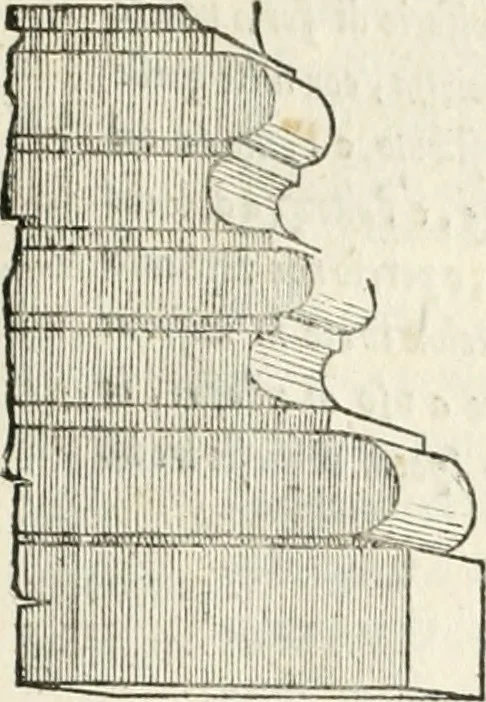 An illustration from Il terzo [-qvinto] libro ..., 1551, leaf 110