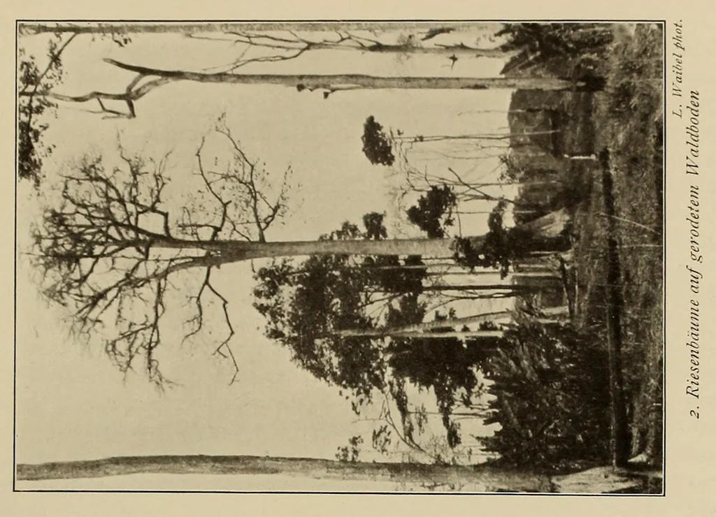 An illustration from Im Hochland von Mittel-Kamerun .., 1914, leaf 107