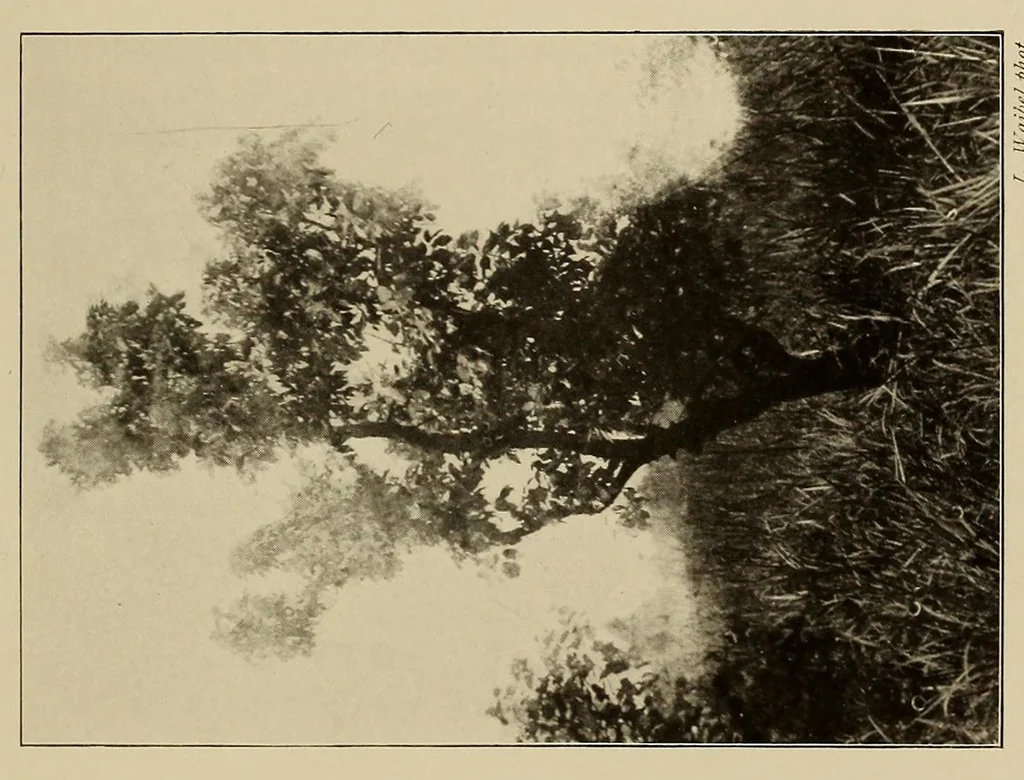 An illustration from Im Hochland von Mittel-Kamerun .., 1914, leaf 113