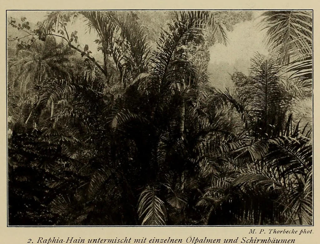 An illustration from Im Hochland von Mittel-Kamerun .., 1914, leaf 33