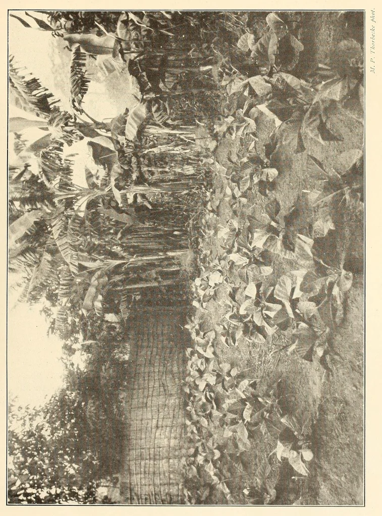 An illustration from Im Hochland von Mittel-Kamerun .., 1914, leaf 105